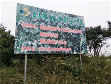 J9集团,油茶种植出产加工销售,植物油种植出产加工销售